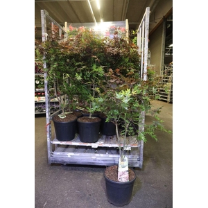 Acer Pa Atropurpureu