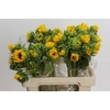 Helianthus Orange Fire
