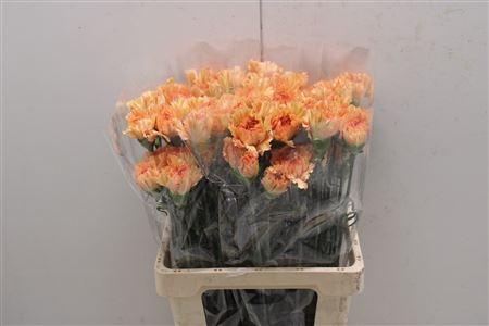 <h4>Di St Dafne</h4>