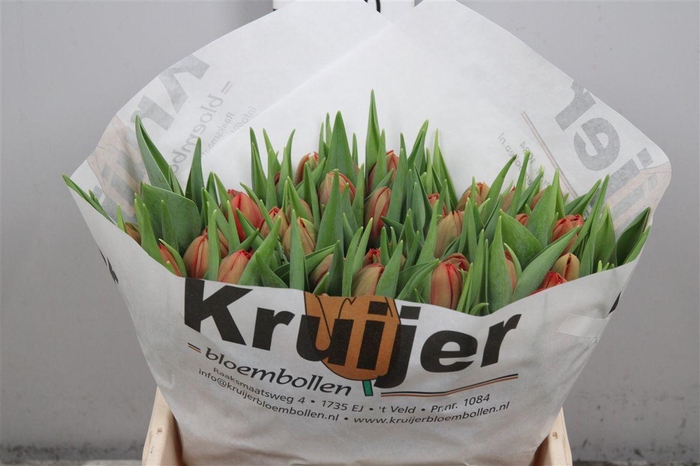 <h4>Tu Du Mayday</h4>