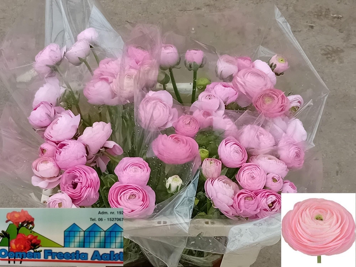 <h4>RAN AAZUR ROSE</h4>