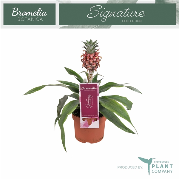 <h4>Ananas 'Rosita'</h4>