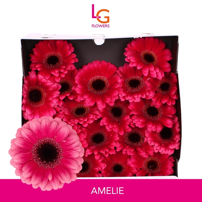<h4>Germini Amelie Diamond</h4>