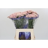 Ozothamnus Cooks Pink