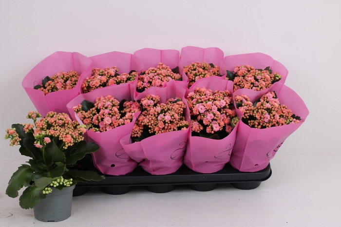 <h4>KAL GE PERFECTA PINK</h4>