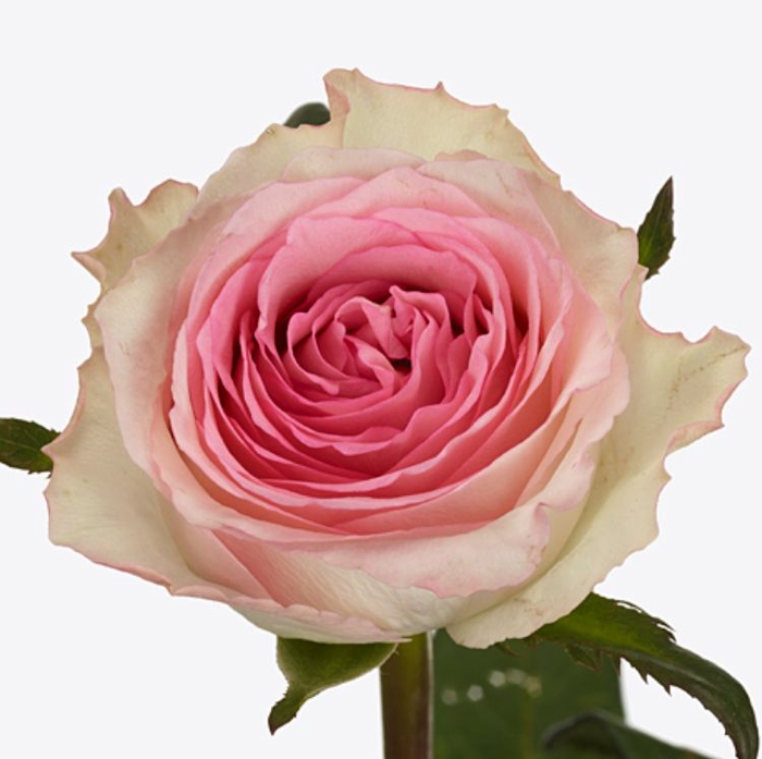 Rosa Mandala
