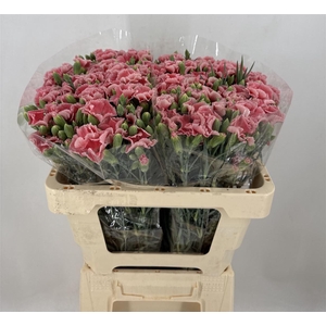 DI SP. SYMPLY CHERRY