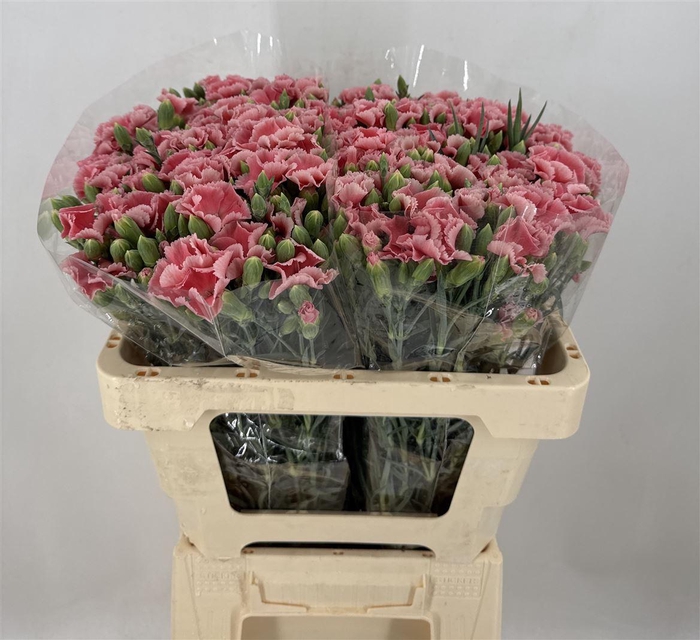 <h4>DI SP. SYMPLY CHERRY</h4>