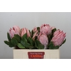Protea Cynaroides