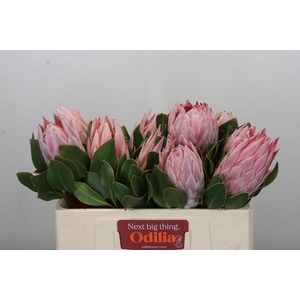Protea Cynaroides