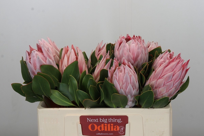 <h4>Protea Cynaroides</h4>