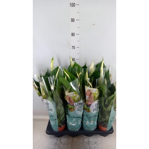 Spathiphyllum  'Pico Cupido'