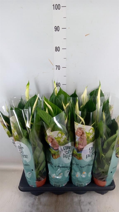 <h4>Spathiphyllum 'Pico Cupido'</h4>