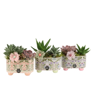 21908: Contradiction arrangement