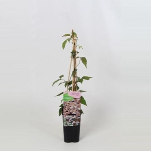 Clematis montana Rubens