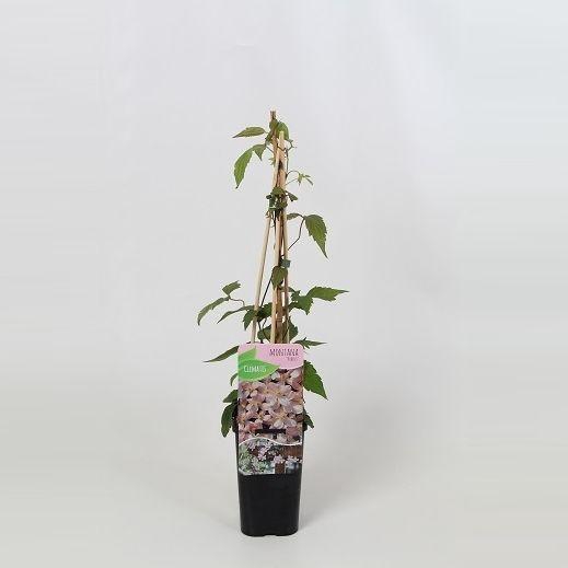 <h4>Clematis montana Rubens</h4>