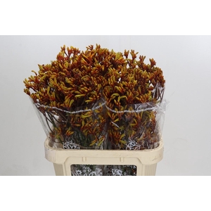 Anigozanthos Gold Fever