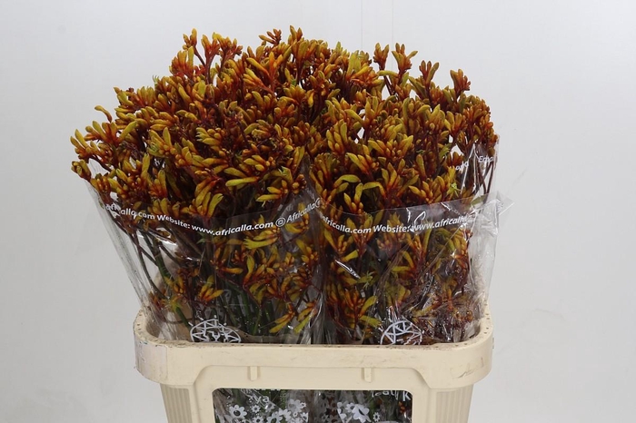 <h4>Anigozanthos Gold Fever</h4>