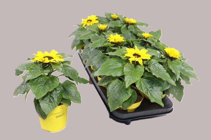 <h4>Heli Sunsation</h4>