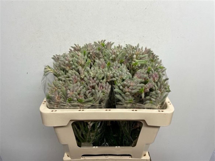 <h4>ANIGOZ BUSH DIAMOND</h4>