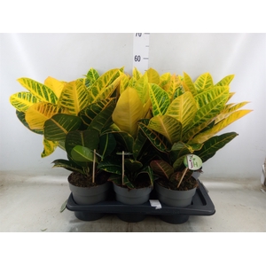 Codiaeum var. GR 'Petra'