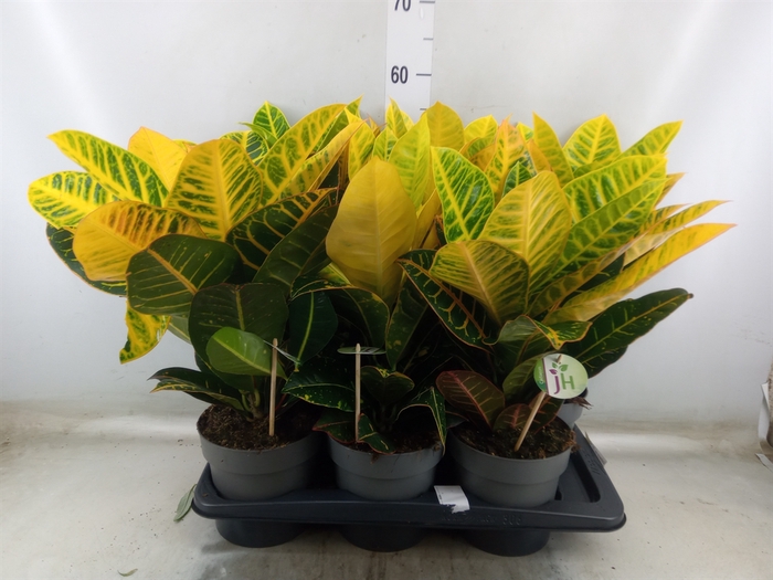 <h4>Codiaeum var. GR 'Petra'</h4>
