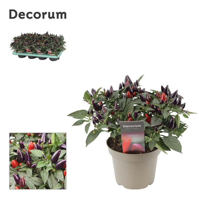 <h4>Capscium Annuum Torero Purple</h4>