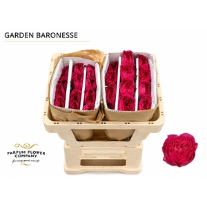 Rosa Garden Baronesse