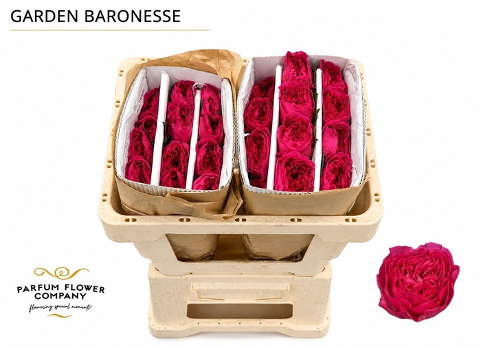 <h4>Rosa Garden Baronesse</h4>