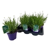 Lavandula angustifolia Aromance White