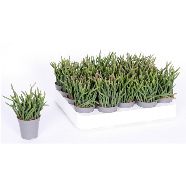 <h4>Rhipsalis Burchelli 5,5 cm</h4>