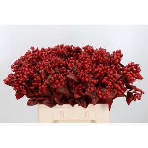 Hypericum Kl Bh Rood