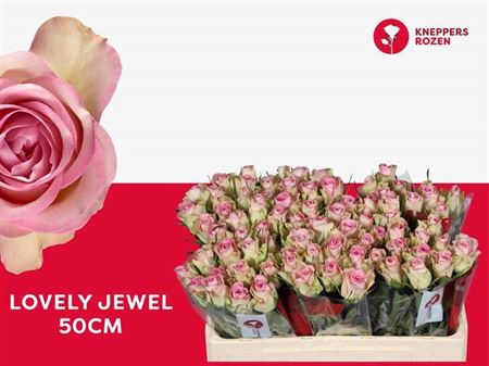 <h4>R GR LOVELY JEWEL</h4>