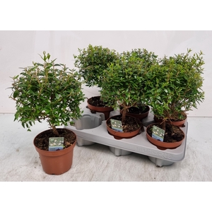 MYRTUS COM