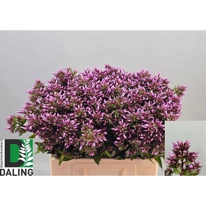 Phlox P Brave Eyes