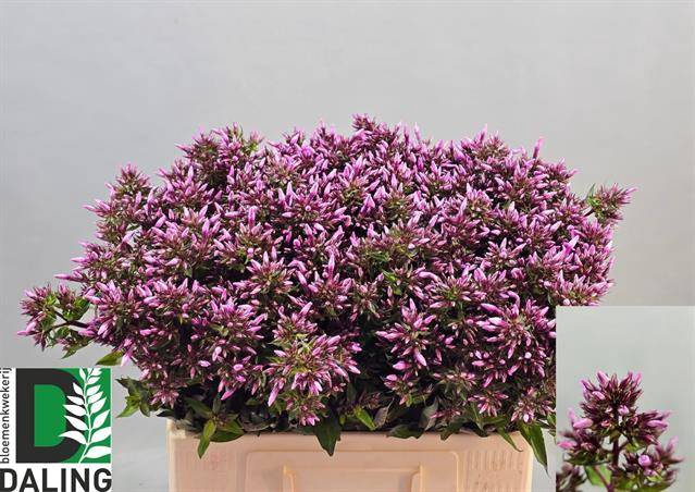 <h4>Phlox P Brave Eyes</h4>