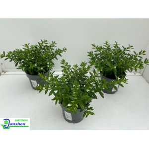 CUPH HYSSOPIFOLIA