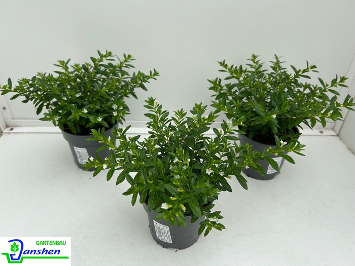 <h4>CUPH HYSSOPIFOLIA</h4>