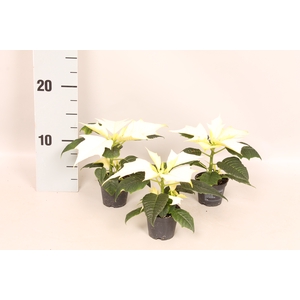 Poinsettia 6 cm Alaska 1 kopper