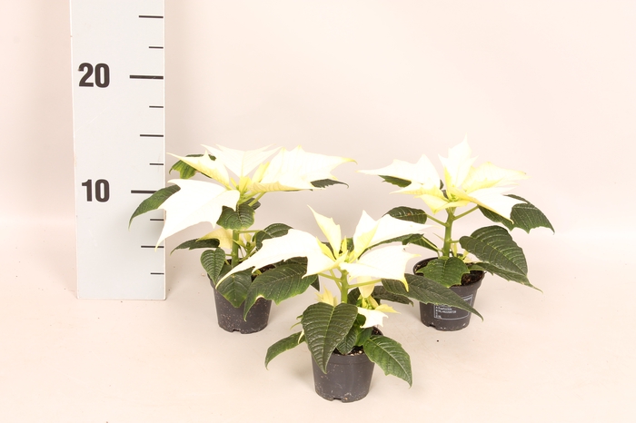 <h4>Poinsettia 6 cm Alaska 1 kopper</h4>