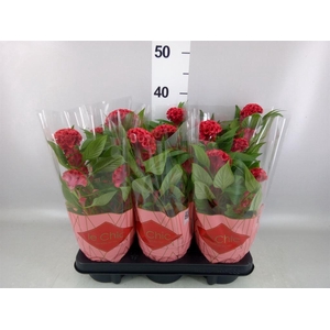 Celosia arg. CR 'Twisted Strawberr'