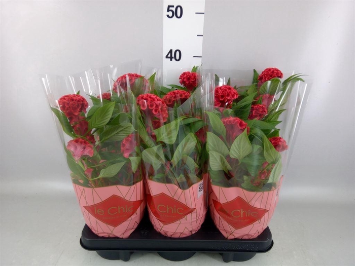 <h4>Celosia arg. CR 'Twisted Strawberr'</h4>