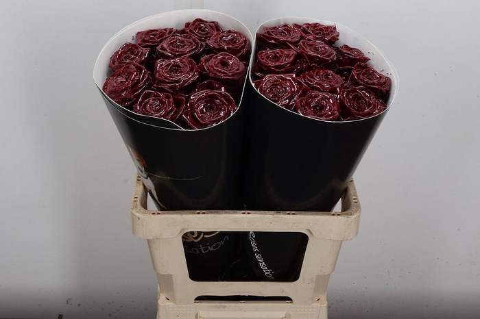 <h4>R Wx (rn) Bordeaux</h4>