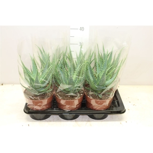 Aloe Arborescens A2