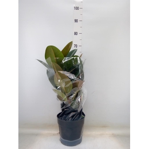 Ficus elastica 'Robusta'