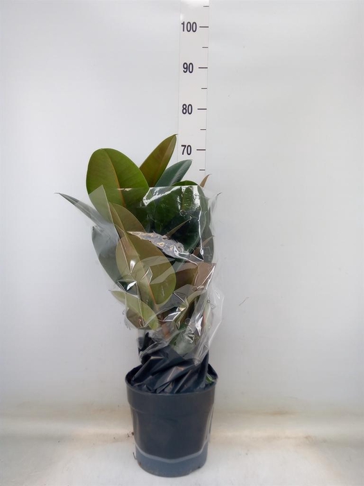<h4>Ficus elastica 'Robusta'</h4>