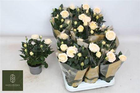 <h4>Ro Belami Kordana Gr</h4>