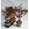 Acer palmatum Atropurpureum