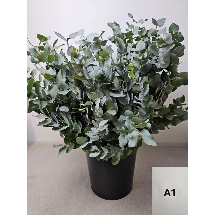 <h4>EUC CINEREA PB</h4>