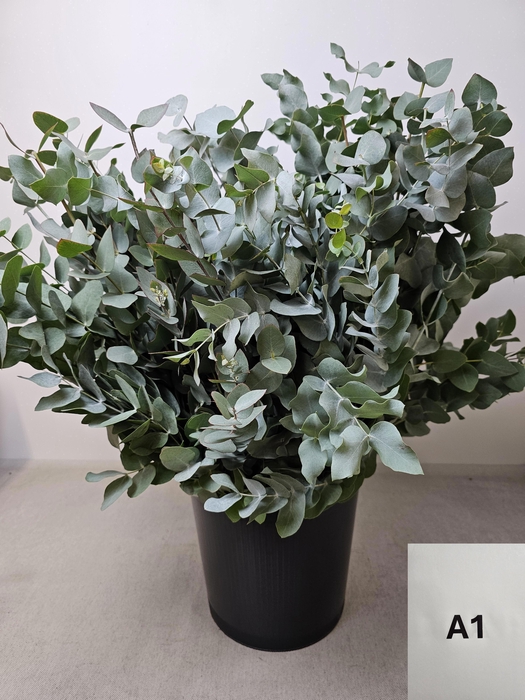 EUC CINEREA PB
